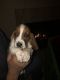 Basset Hound Puppies for sale in 5510 Springfield Dr, Pasco, WA 99301, USA. price: NA