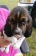 Basset Hound Puppies for sale in Lizella, GA 31052, USA. price: NA