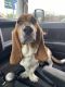 Basset Hound Puppies for sale in San Marcos, TX, USA. price: NA
