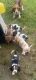 Basset Hound Puppies for sale in 138 Pine Burr Rd, Lumberton, MS 39455, USA. price: $55,000