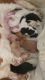 Basset Hound Puppies for sale in Greenleaf, ID 83626, USA. price: $1,250