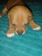 Basset Hound Puppies for sale in Baroda, MI 49101, USA. price: $400