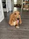 Basset Hound Puppies for sale in Indian Trail, NC, USA. price: $2,500