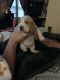 Basset Hound Puppies for sale in London, OH 43140, USA. price: $800