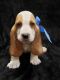 Basset Hound Puppies for sale in Bakersfield, CA, USA. price: NA