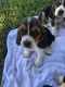 Basset Hound Puppies for sale in Crowley, LA 70526, USA. price: $750