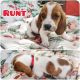 Basset Hound Puppies for sale in Cartersville, GA, USA. price: $800