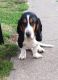 Basset Hound Puppies for sale in Mt Sterling, KY 40353, USA. price: $350