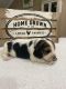 Basset Hound Puppies for sale in Decherd, TN, USA. price: NA