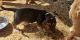 Basset Hound Puppies for sale in Sierra Vista, AZ, USA. price: $70,000