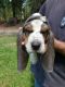 Basset Hound Puppies for sale in Douglas, GA, USA. price: $125,000
