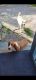 Basset Hound Puppies for sale in Utica, NY, USA. price: $1,500