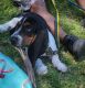 Basset Hound Puppies for sale in Escondido, CA, USA. price: $290