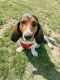 Basset Hound Puppies for sale in Isanti, MN 55040, USA. price: $1,200