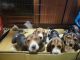 Basset Hound Puppies for sale in Rome, GA, USA. price: NA