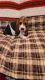 Basset Hound Puppies for sale in Brimfield, IL 61517, USA. price: $650