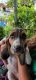 Basset Hound Puppies for sale in Santee, CA, USA. price: $1,375