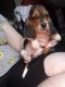 Basset Hound Puppies for sale in Menifee, CA, USA. price: NA
