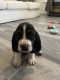 Basset Hound Puppies for sale in Raleigh, NC, USA. price: $900