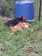 Basset Hound Puppies for sale in Ash Grove, MO 65604, USA. price: $500