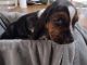 Basset Hound Puppies for sale in Midland, MI 48642, USA. price: $1,000