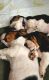 Basset Hound Puppies for sale in Pilot Hill, CA 95664, USA. price: NA