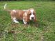 Basset Hound Puppies for sale in Tallahassee, FL, USA. price: NA