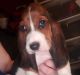 Basset Hound Puppies for sale in Menifee, CA, USA. price: $1,200