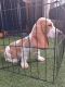 Basset Hound Puppies for sale in Los Angeles, CA 90003, USA. price: $500
