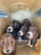 Basset Hound Puppies for sale in Menifee, CA, USA. price: $1,200