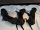 Basset Hound Puppies for sale in Louisville, KY, USA. price: NA