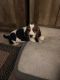 Basset Hound Puppies for sale in Ada, OH 45810, USA. price: NA