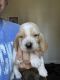 Basset Hound Puppies for sale in Georgetown, KY 40324, USA. price: $1,000