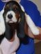 Basset Hound Puppies for sale in Emmett, ID 83617, USA. price: $800