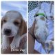 Basset Hound Puppies for sale in Walterboro, SC 29488, USA. price: NA