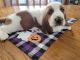 Basset Hound Puppies for sale in Perry, MI 48872, USA. price: NA