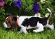 Basset Hound Puppies for sale in Bicknell, UT 84715, USA. price: NA