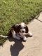 Basset Hound Puppies for sale in Tahlequah, OK 74464, USA. price: NA
