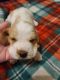Basset Hound Puppies for sale in Mt Sterling, KY 40353, USA. price: NA