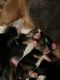 Basset Hound Puppies for sale in Placerville, CA 95667, USA. price: NA
