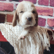 Basset Hound Puppies for sale in Buckeye, AZ, USA. price: $3,000