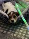 Basset Hound Puppies for sale in Hornbeak, TN 38232, USA. price: $200