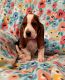 Basset Hound Puppies for sale in Manchester, MO 63021, USA. price: $1,500