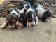 Basset Hound Puppies for sale in Prague, OK 74864, USA. price: NA
