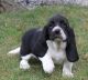 Basset Hound Puppies for sale in Centereach, NY, USA. price: $600