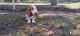 Basset Hound Puppies for sale in San Diego, CA, USA. price: $600
