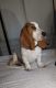 Basset Hound Puppies for sale in Chula Vista, CA, USA. price: $700