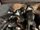 Basset Hound Puppies for sale in Placerville, CA 95667, USA. price: NA