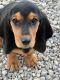 Basset Hound Puppies for sale in Blue Creek, OH 45616, USA. price: NA