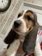Basset Hound Puppies for sale in Clovis, CA, USA. price: NA